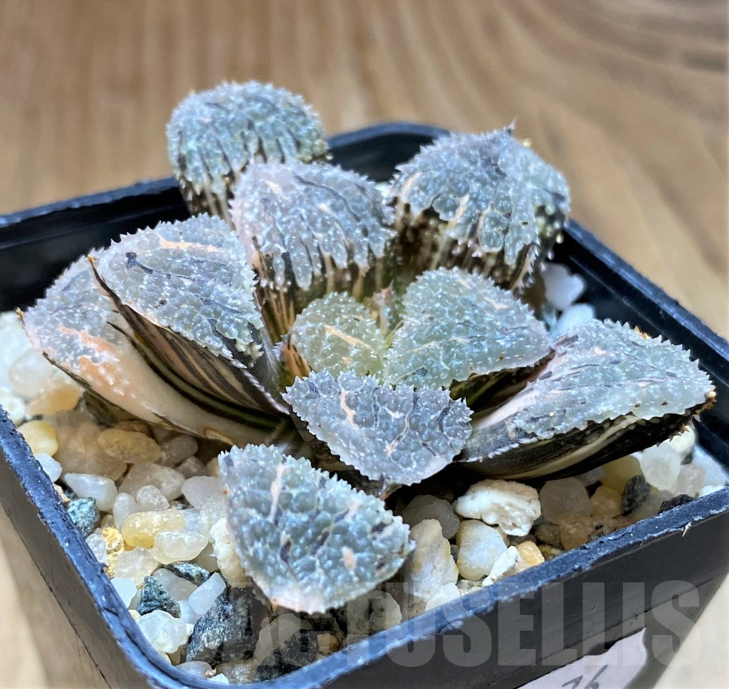 SH13176 Haworthia 'Mordor' f. variegata - Image 2