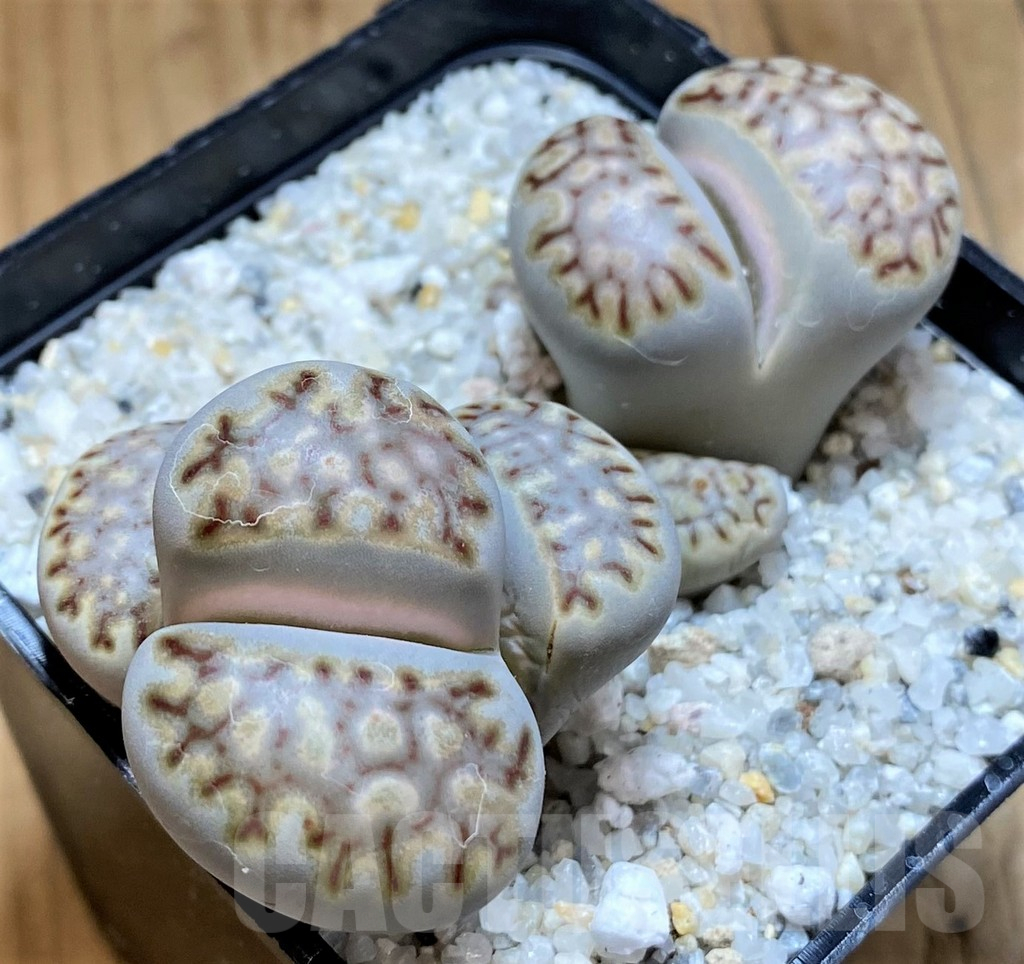 SH17597 Lithops julii ssp. fulleri, old 8 years