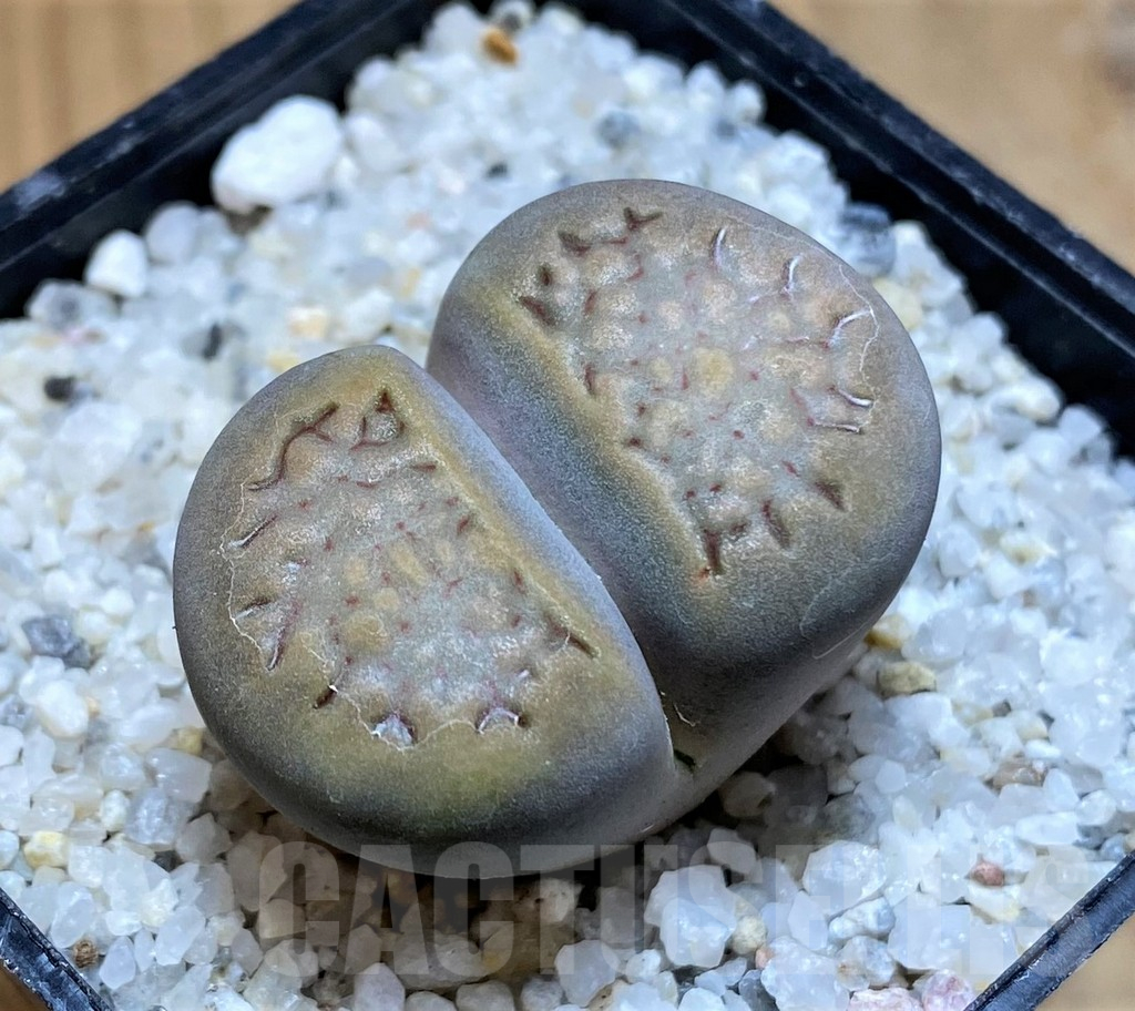 SH17543 Lithops halii
