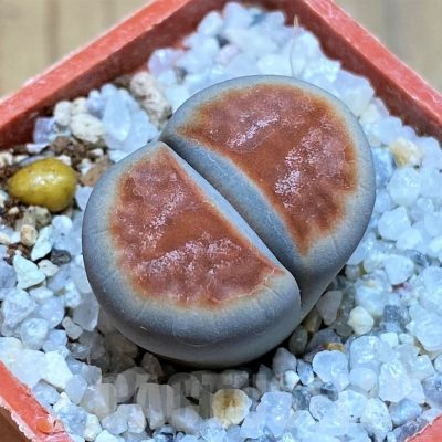 SH17565 Lithops karasmontana 'Lateritia'