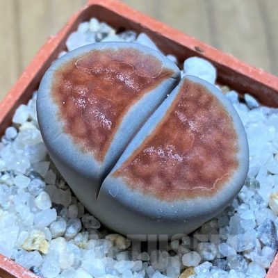 SH17566 Lithops karasmontana 'Lateritia'