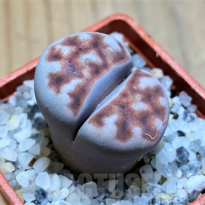 SH17578 Lithops karasmontana