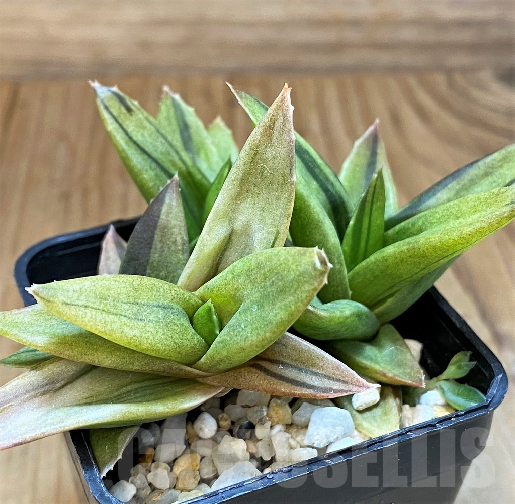 SH17697 Alworthia ‘Black Gem’ f. variegata - Image 2