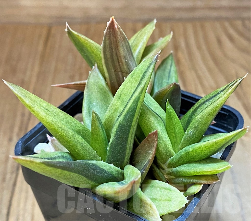 SH17697 Alworthia ‘Black Gem’ f. variegata