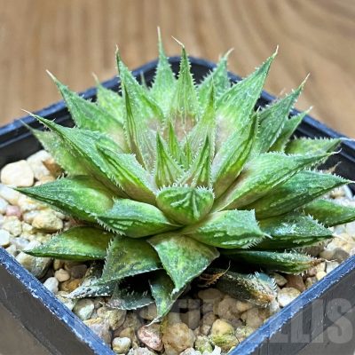 SH17698 Haworthia 'Sugar Candy' hybrid