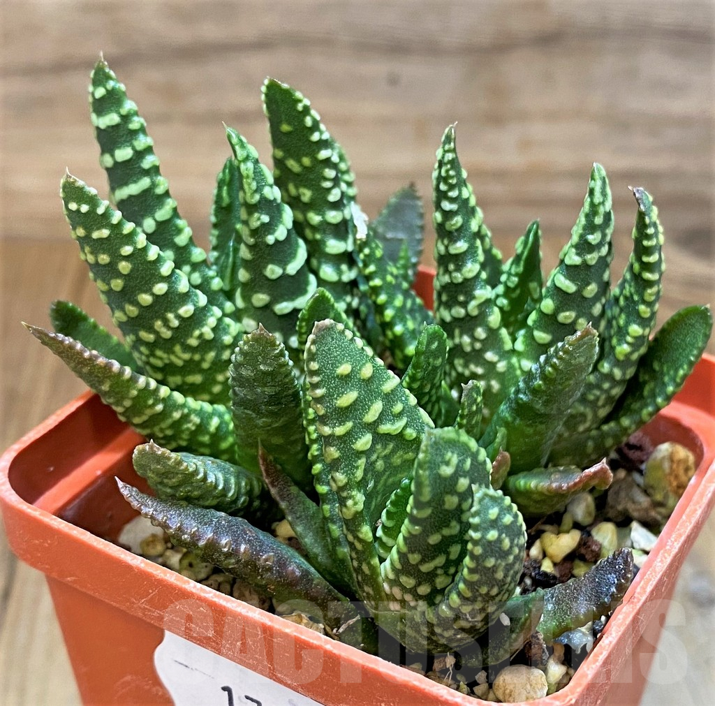 SH17700 Haworthia pumila SH, seedling, 3 plants - Image 2