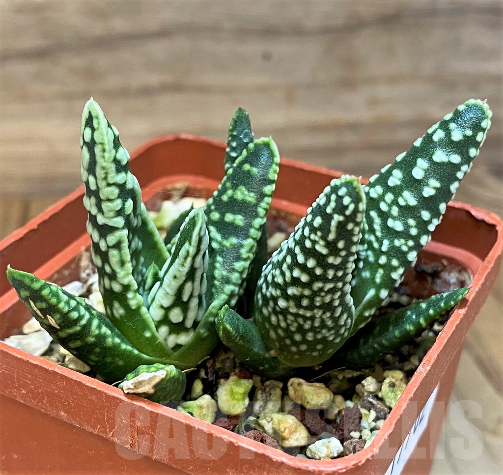 SH17702 Haworthia pumila 'Donut', seedling, 2 plants - Image 2