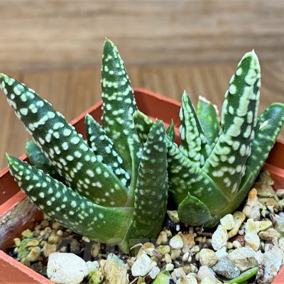 SH17702 Haworthia pumila 'Donut', seedling, 2 plants