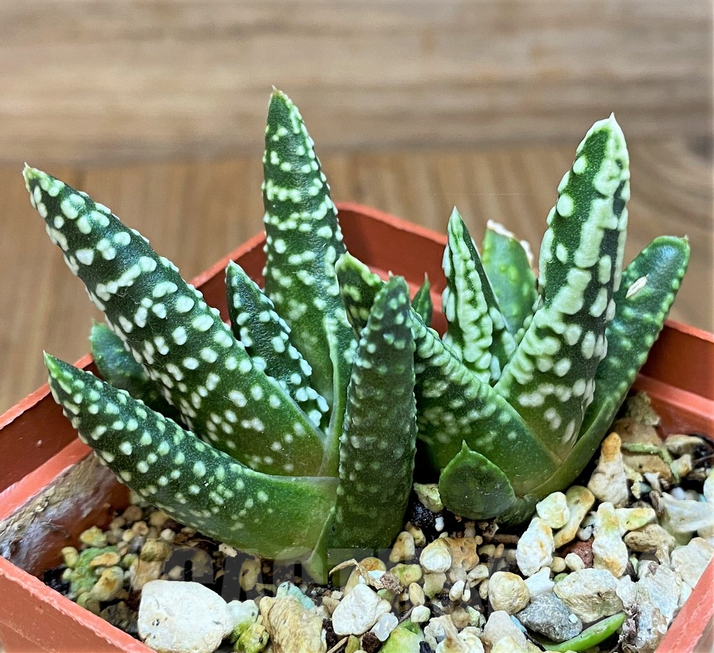 SH17702 Haworthia pumila 'Donut', seedling, 2 plants