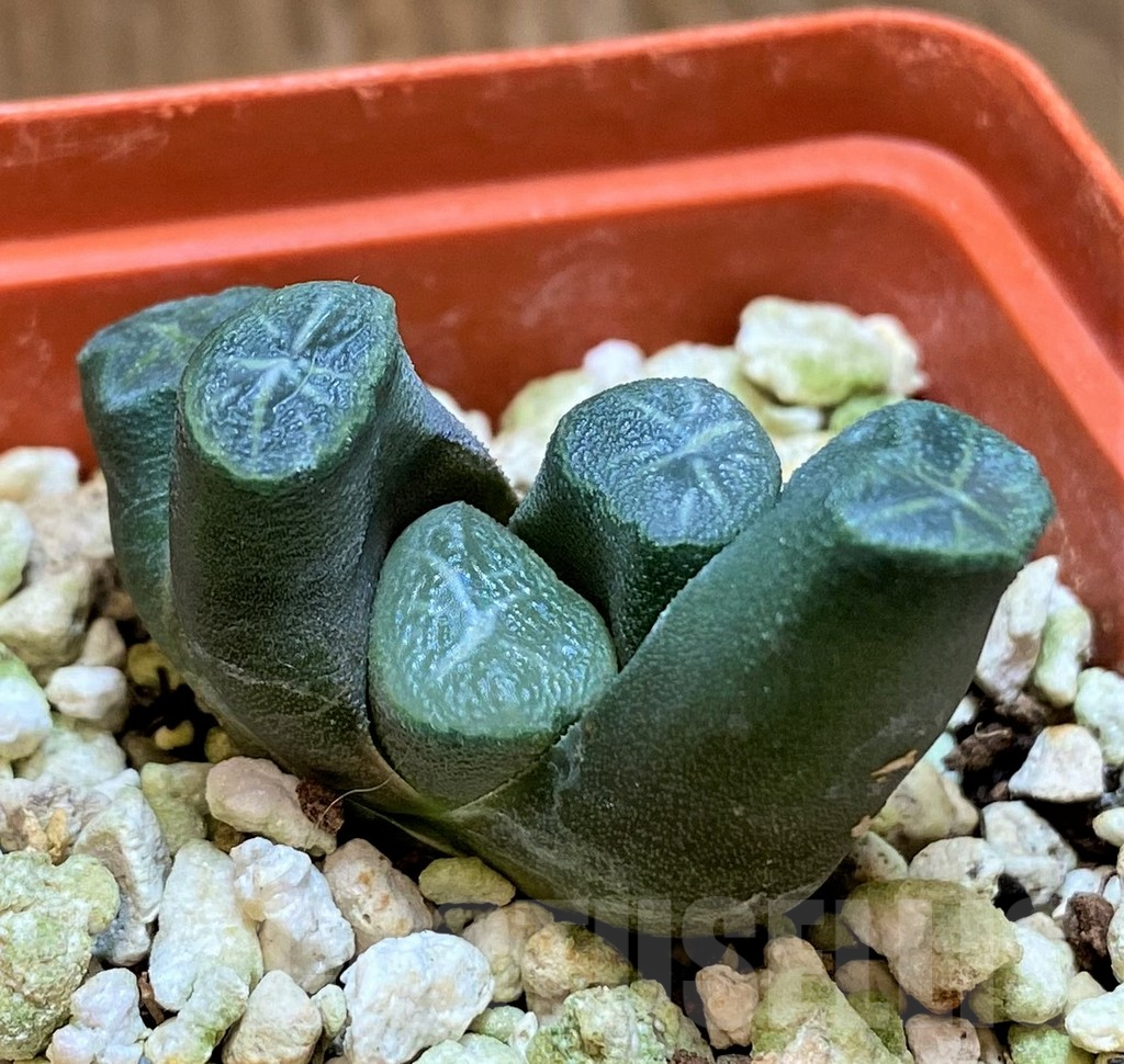 SH17707 Haworthia maughanii -Japan- - Image 2