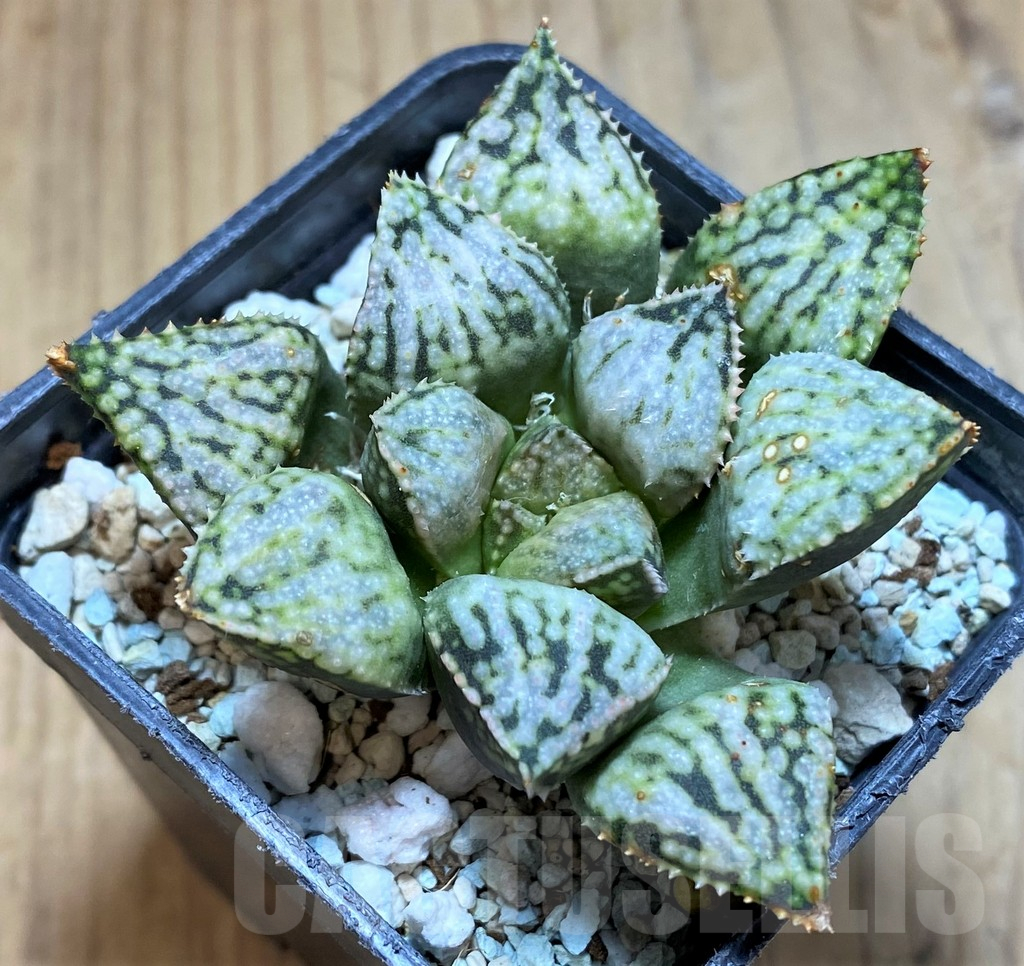 SH17667 Haworthia picta 'Pandora' - Image 2