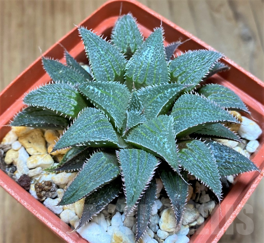 SH17710 Haworthia wimii hybrid -Japan-