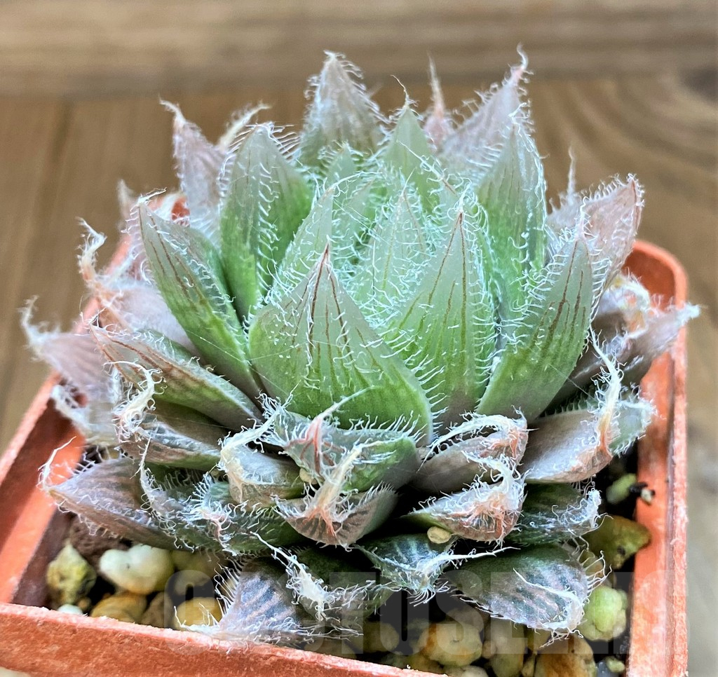 SH17713 Haworthia bolusii hybrid - Image 2
