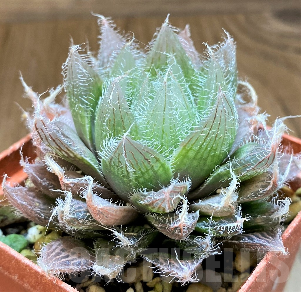 SH17713 Haworthia bolusii hybrid