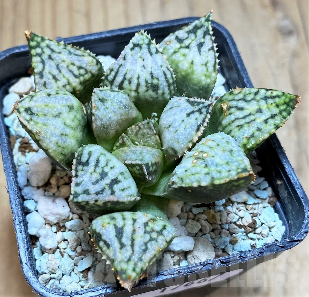 SH17667 Haworthia picta 'Pandora'