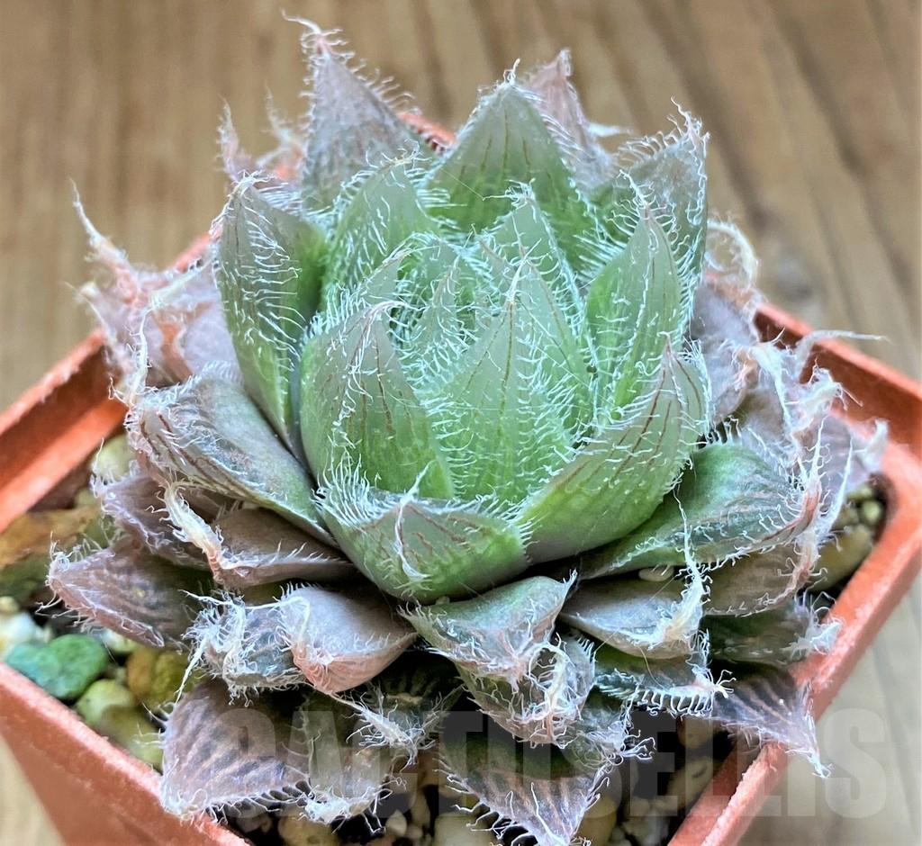 SH17713 Haworthia bolusii hybrid - Image 3