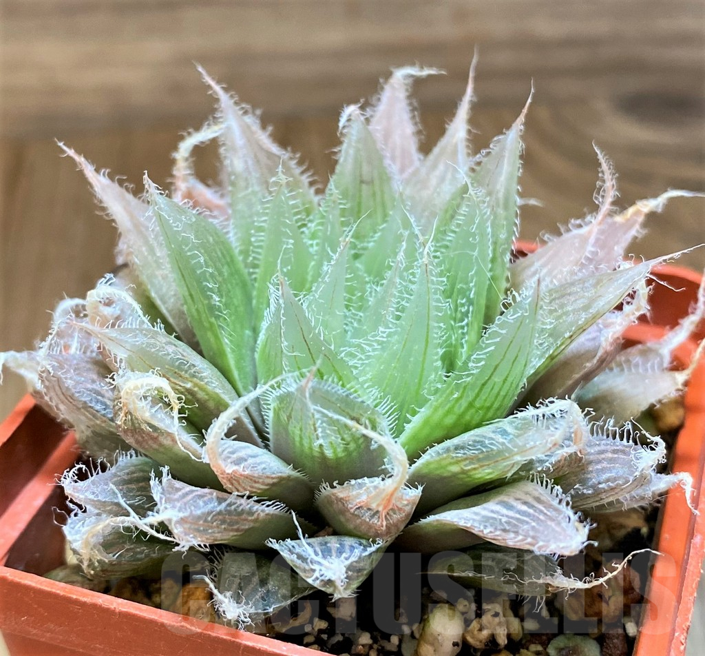 SH17714 Haworthia bolusii hybrid - Image 2