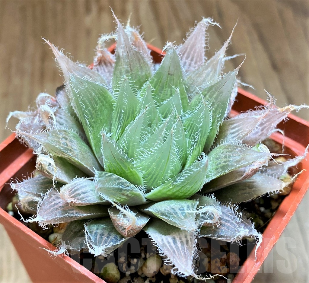 SH17714 Haworthia bolusii hybrid - Image 3
