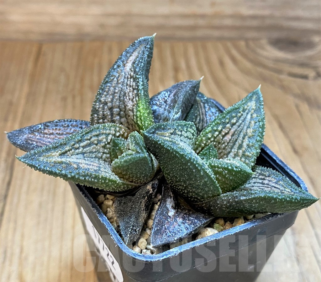 SH17722 Haworthia 'Kintaikyo' - Image 2