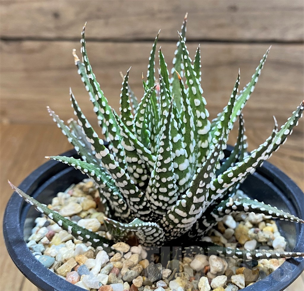 SH17725 Haworthia fasciata 'Big Band' - Image 2