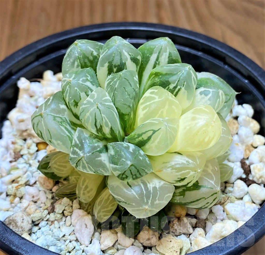 SH17726 Haworthia obtusa f. variegata