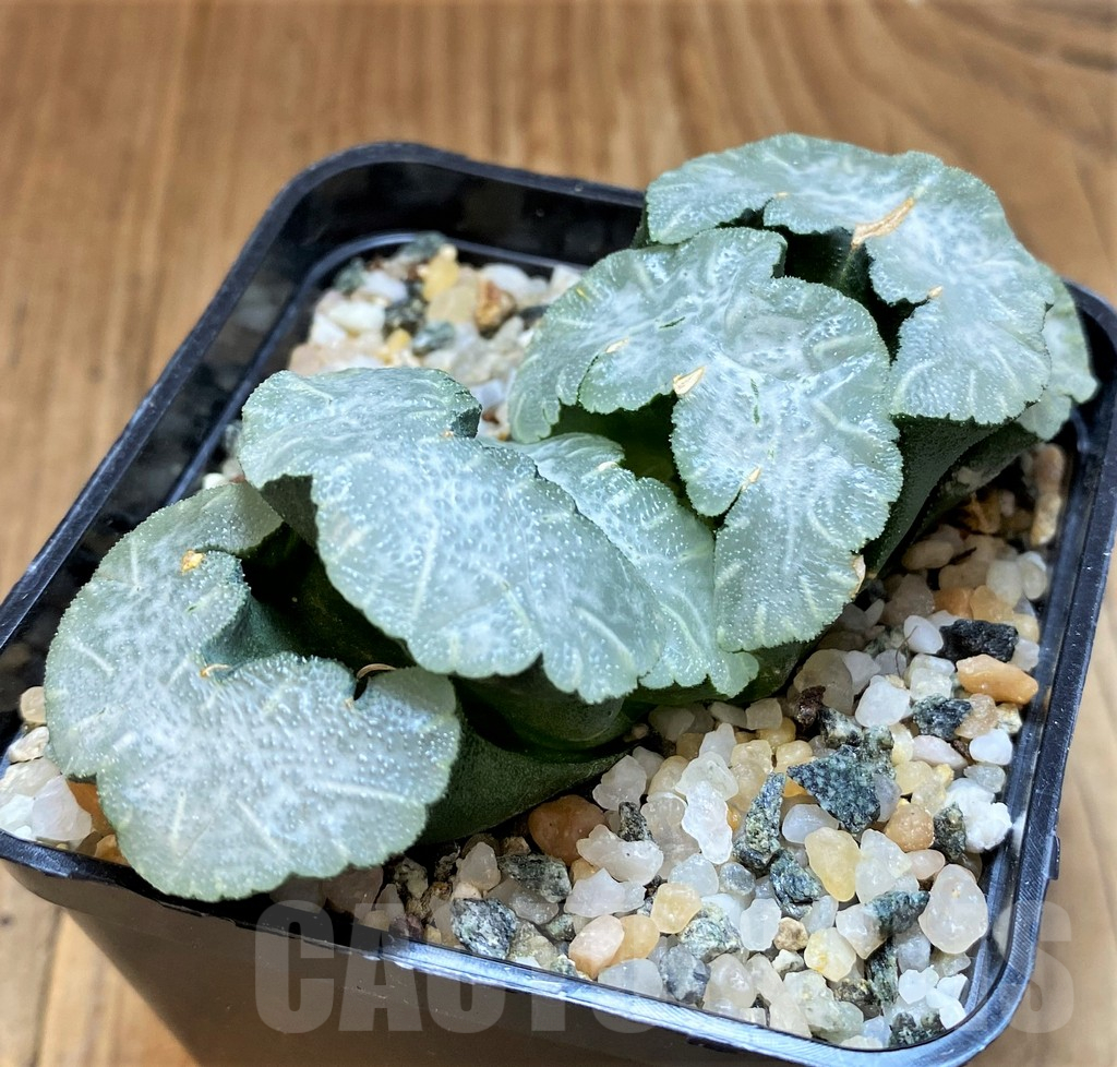 SH17729 Haworthia truncata ‘Polar Bear’ - Image 2