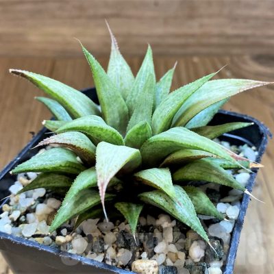 SH17732 Haworthia ‘Metallica’ hybrid