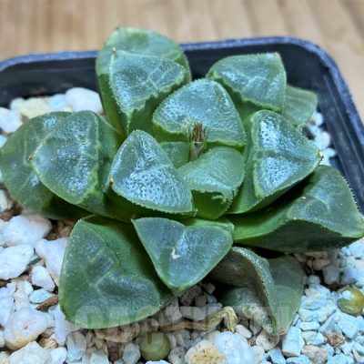 SH17669 Haworthia bayeri ‘Auspicious clouds’