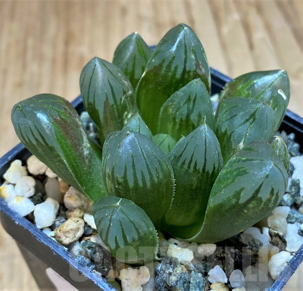SH17674 Haworthia obtusa 'Black' f. variegata - Image 2