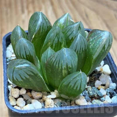 SH17674 Haworthia obtusa 'Black' f. variegata