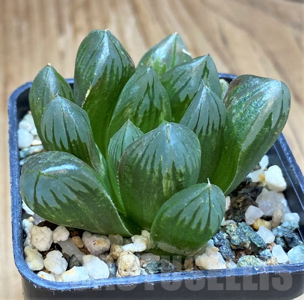 SH17674 Haworthia obtusa 'Black' f. variegata