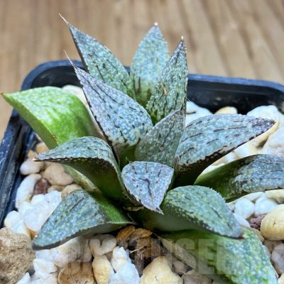 SH17675 Haworthia picta hybrid