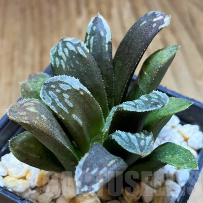 SH17676 Haworthia mutica hybrid