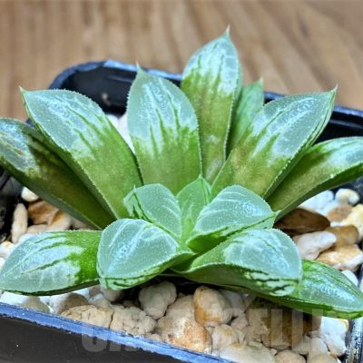 SH17677 Haworthia 'Love Heart'