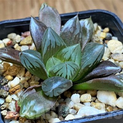 SH17678 Haworthia obtusa 'Black star'