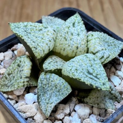 SH17679 Haworthia picta 'Snow White Silver'