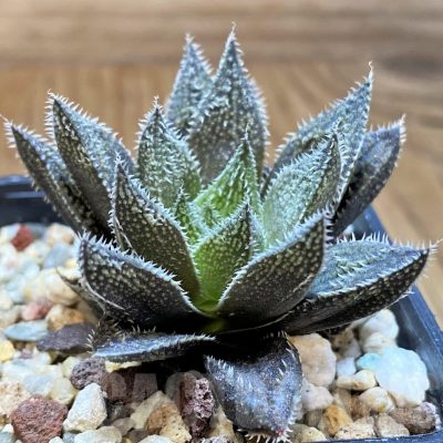 SH17680 Haworthia ‘Bunraku’ HKX-3, ex Cactus Nishi