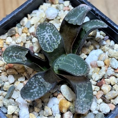 SH17684 Haworthia groenewaldii