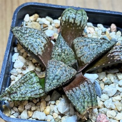 SH17685 Haworthia picta -Japan-