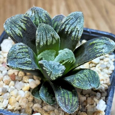 SH17689 Haworthia maughanii x splendens