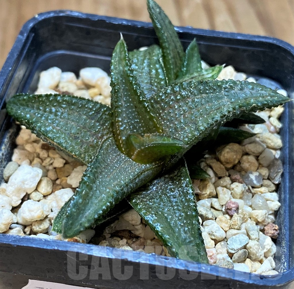 SH17691 Haworthia koelmaniorum hybrid - Image 2