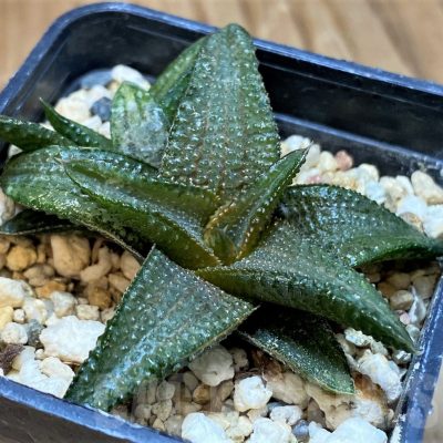 SH17691 Haworthia koelmaniorum hybrid