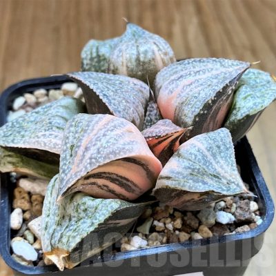 SH17692 Haworthia splendens f. variegata