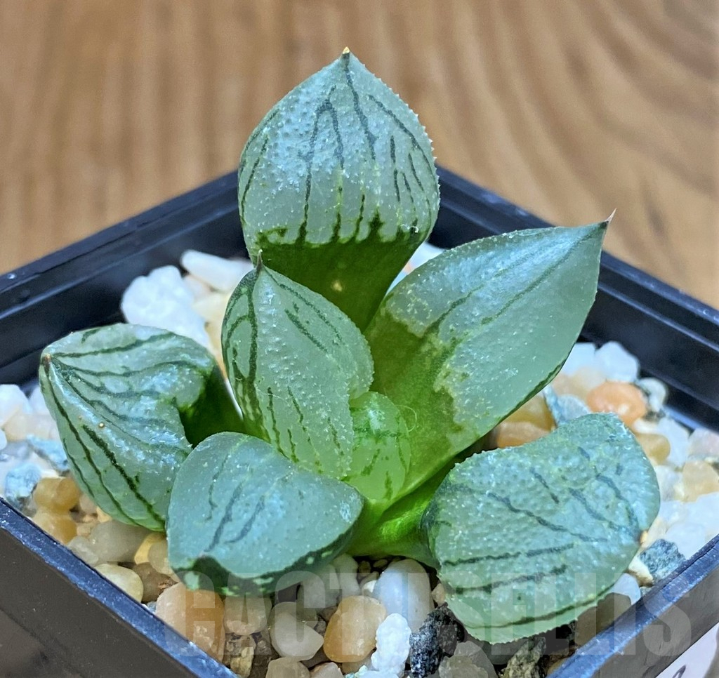 SH17693 Haworthia comptoniana mutant ‘Corn Poppy’