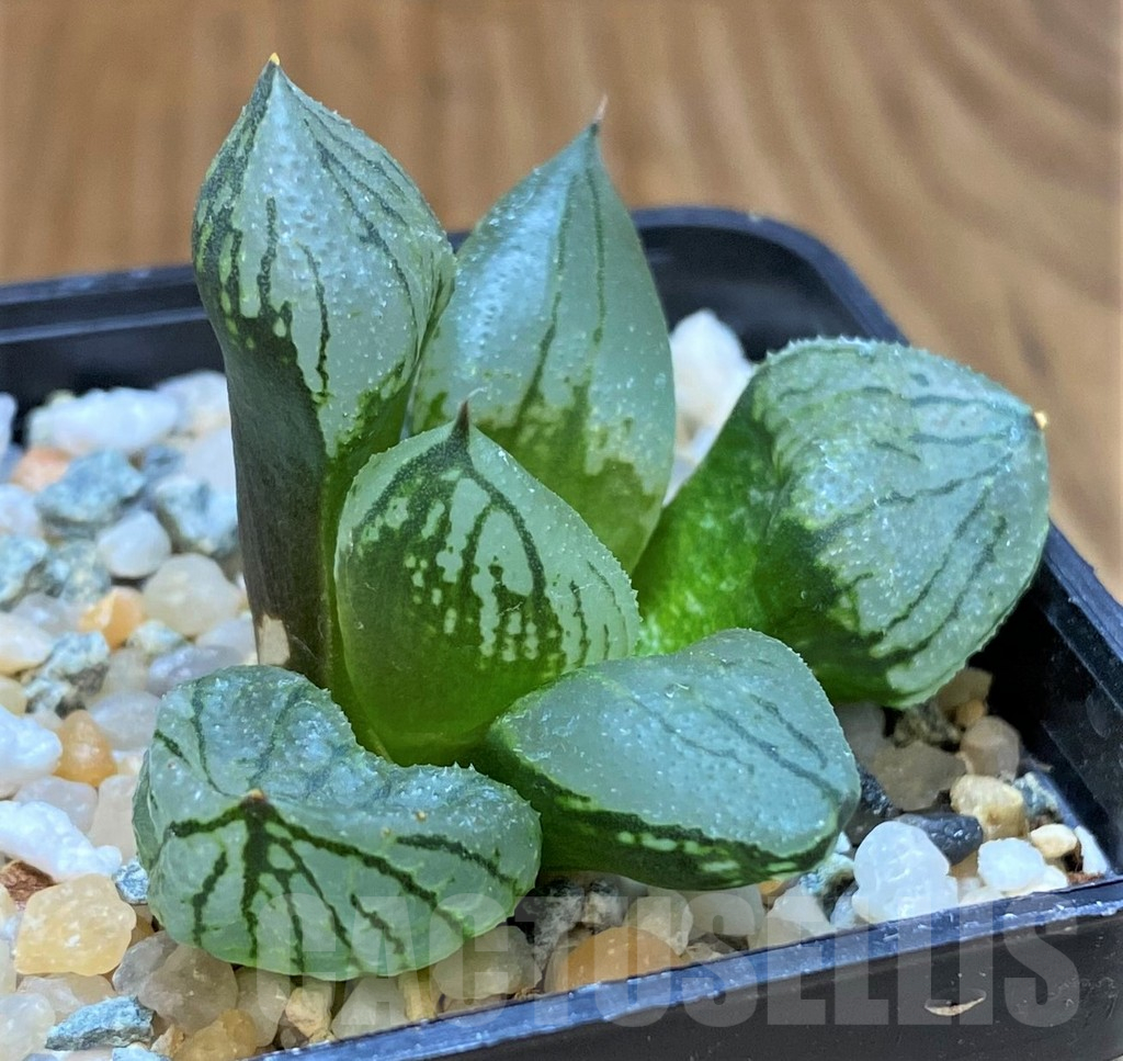 SH17693 Haworthia comptoniana mutant ‘Corn Poppy’ - Image 2
