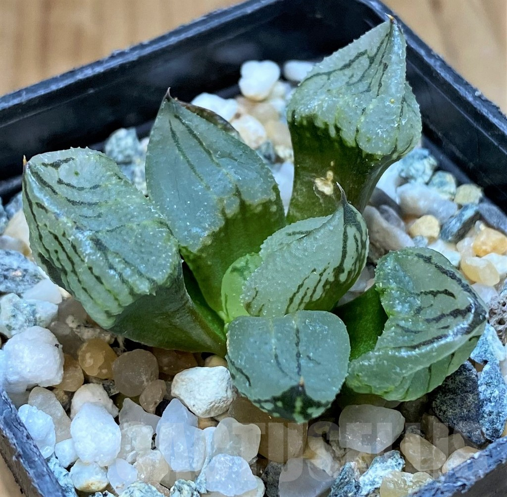SH17694 Haworthia comptoniana mutant ‘Corn Poppy’