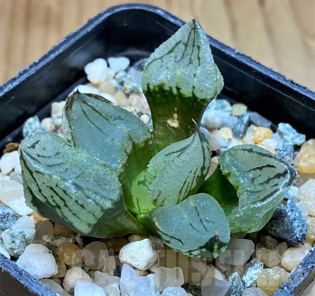 SH17694 Haworthia comptoniana mutant ‘Corn Poppy’ - Image 2