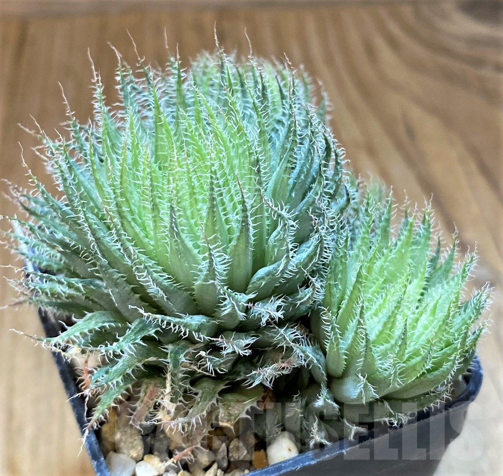SH17696 Haworthia tenera