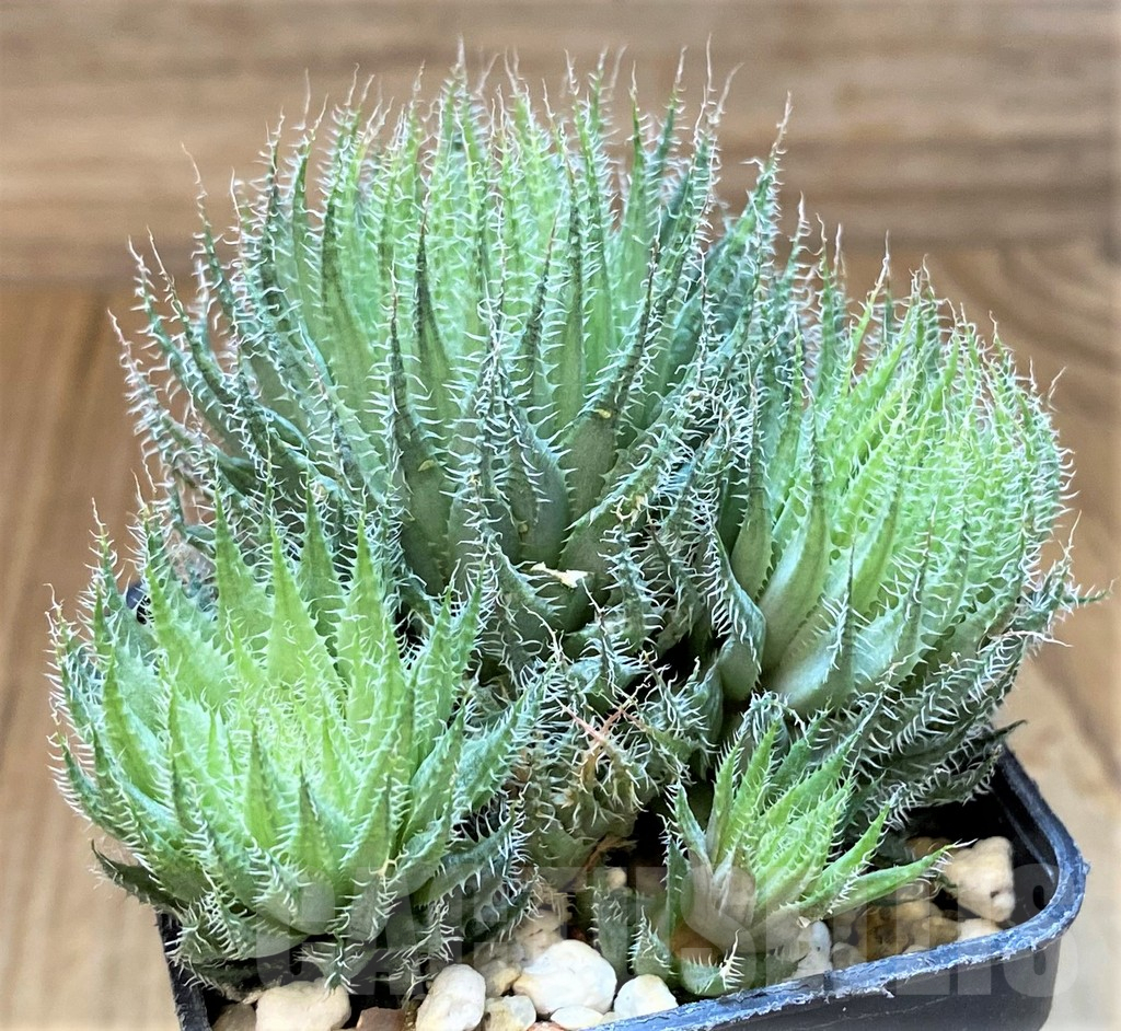 SH17696 Haworthia tenera - Image 2