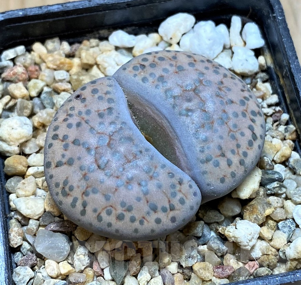 SH16768 Lithops fulviceps v. lydiae C219